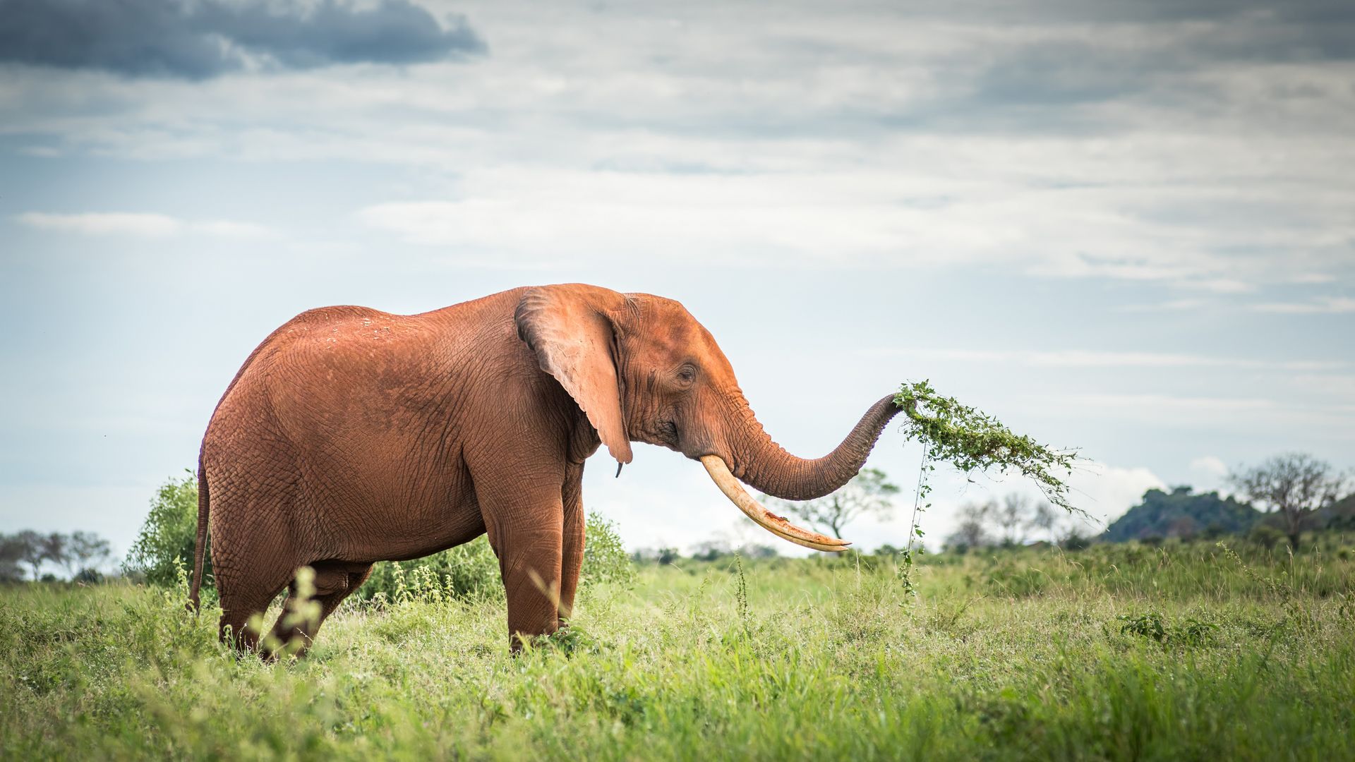 Baobabs et éléphants, une vision digne du jardin d'Eden...