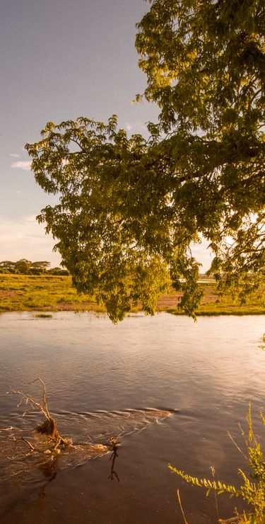 Tamarinden-Baum am Ufer des Ruaha-Flusses im Ruaha-Nationalpark