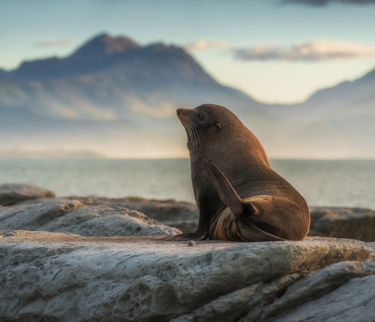 Posierende Pelzrobben
