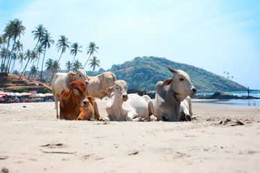 Photos de vaches (JPG/ZIP)