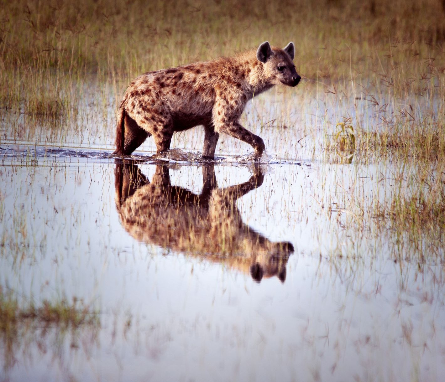 Eine Tüpfelhyäne auf Streifzug durch die Masai Mara