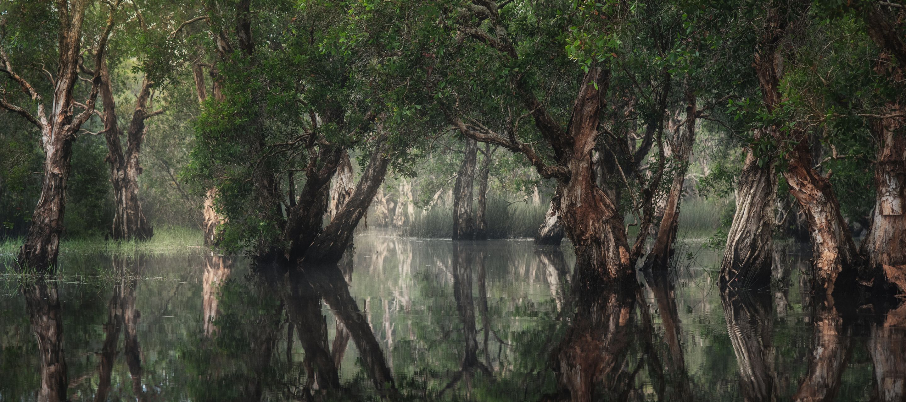 Infos zu Mangrovenwäldern im Learning Center Phra Chedi Klang Nam