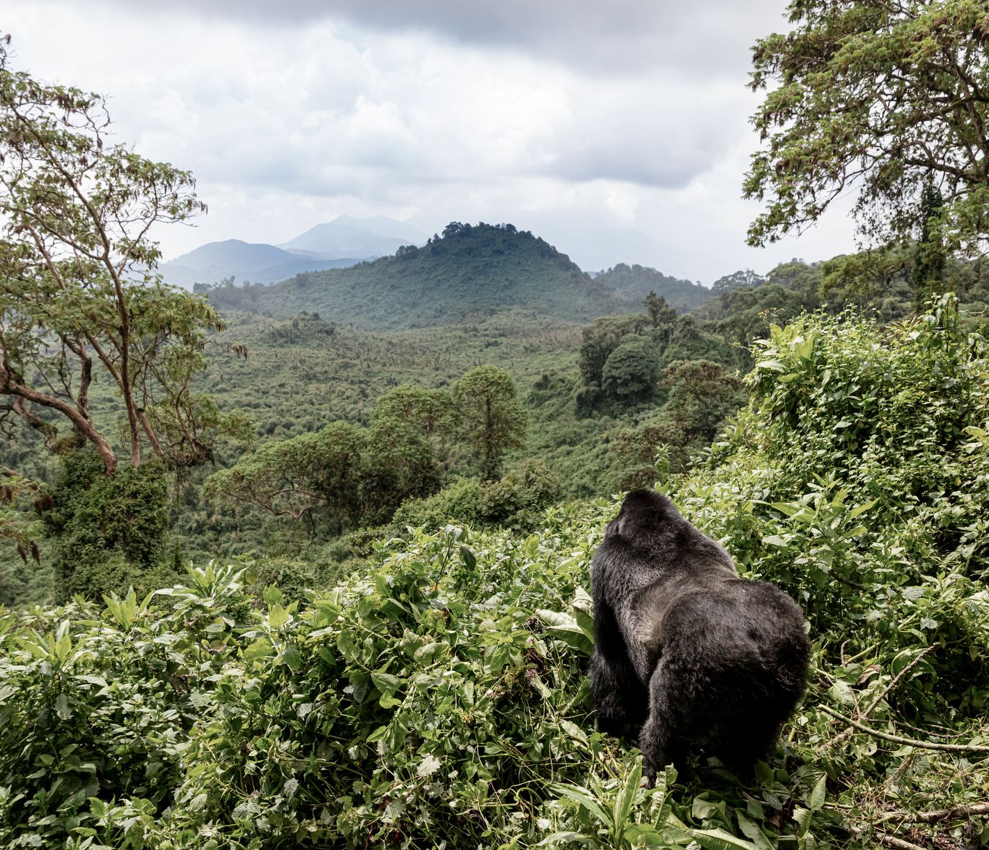 Gorilla hält Ausschau in die Weite der Virunga-Vulkankette.