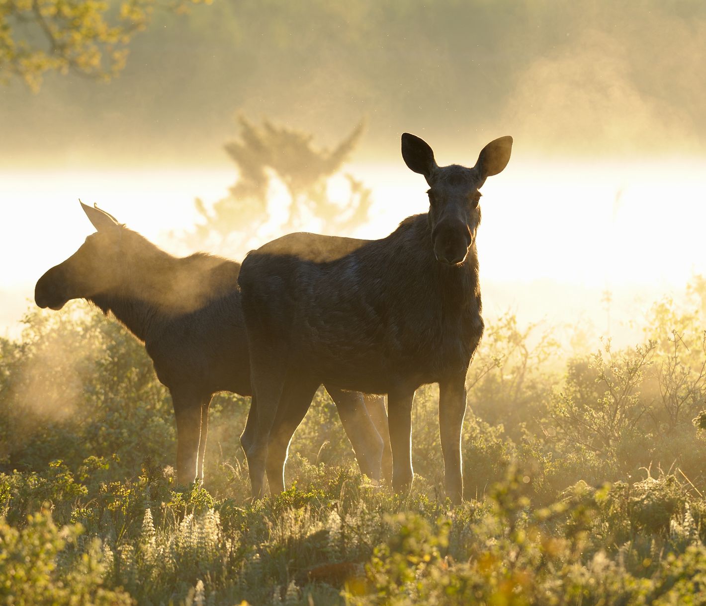 Besucher am frühen Morgen