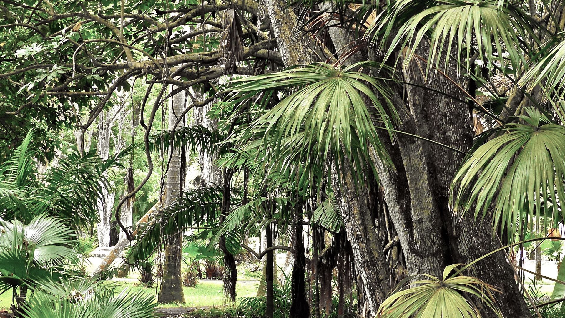 Immersion tropicale au jardin botanique de Pamplemousse.