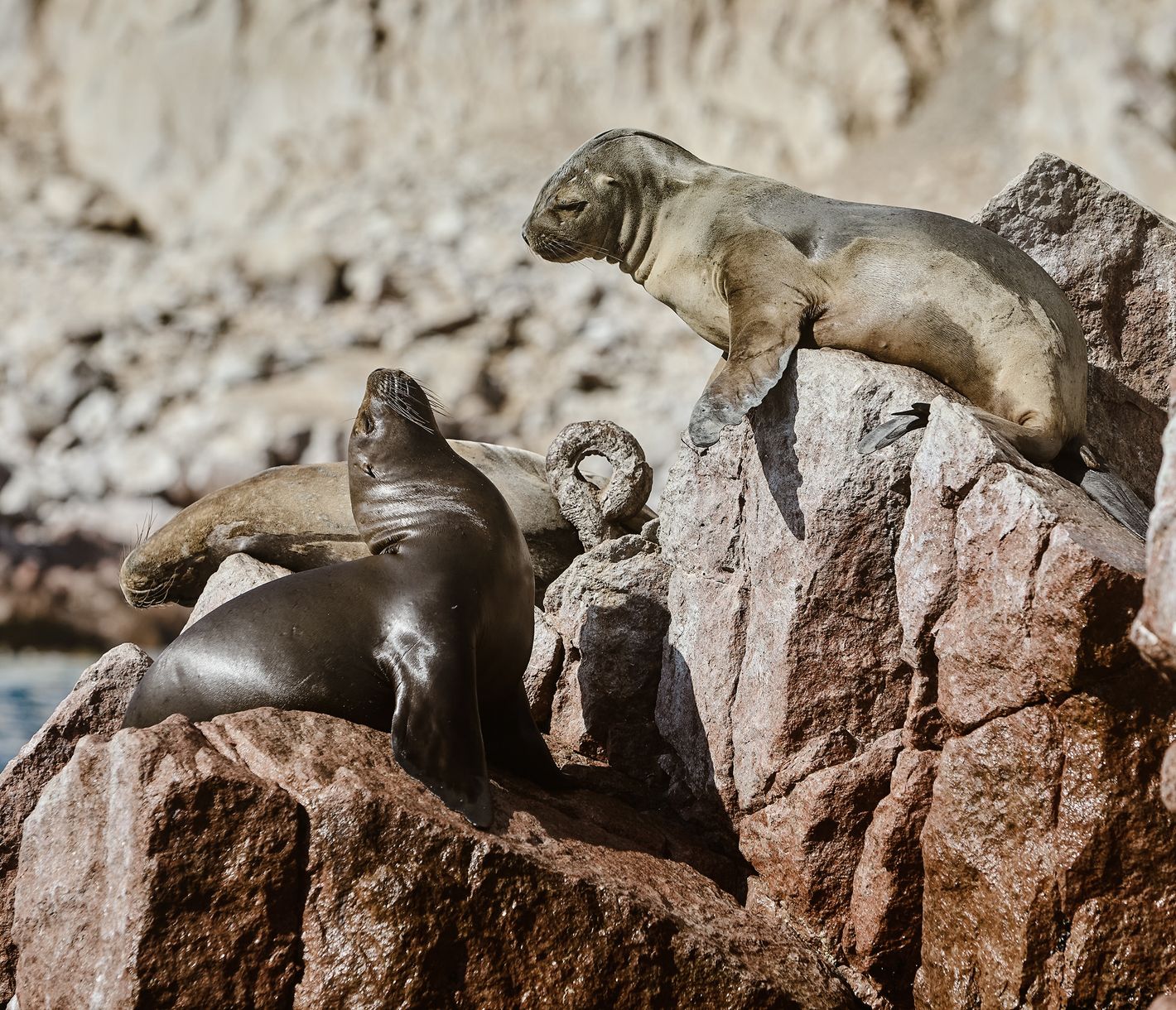 Bootsausflug zu den Islas Ballestas