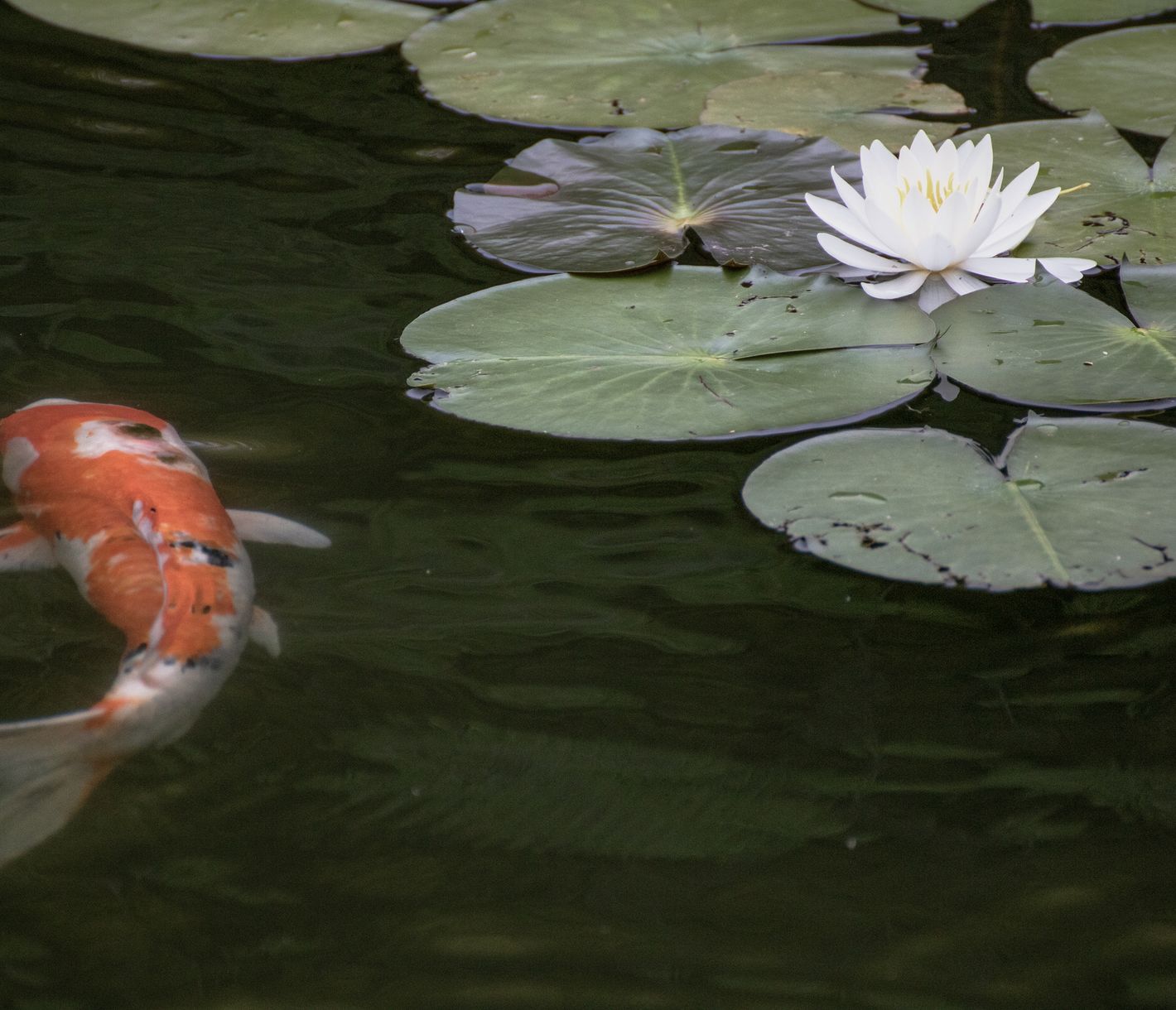 Die teuersten Fische der Welt