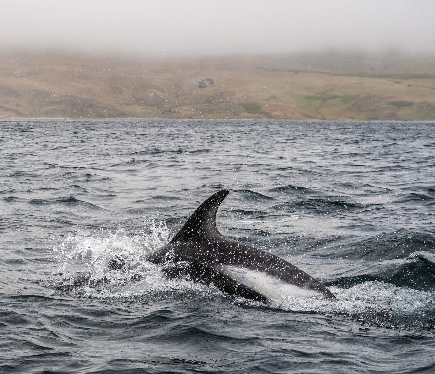 Delfine vor der Küste Falklands