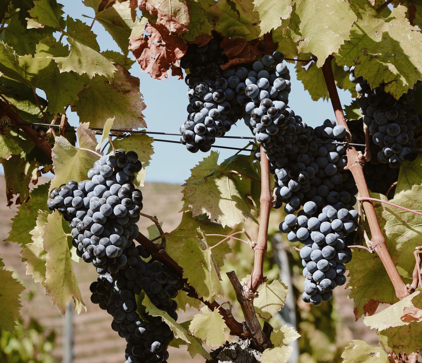 Reife Weintrauben im Douro-Tal