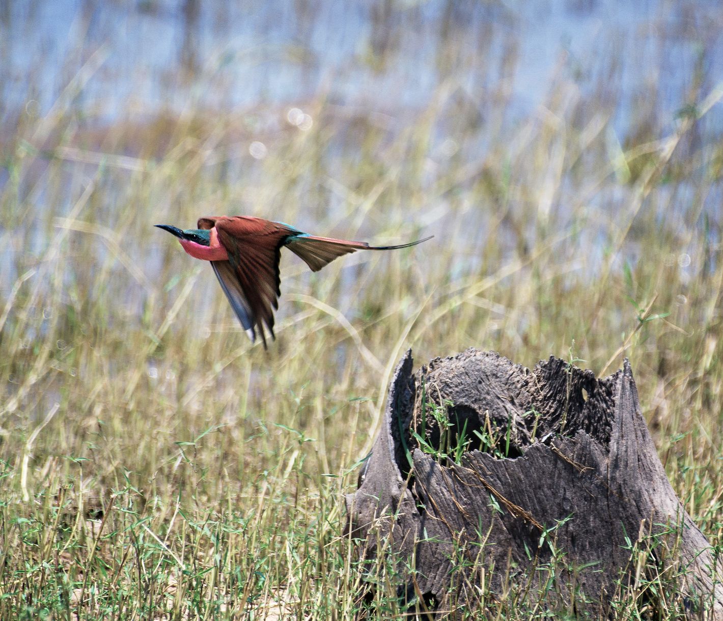 Ein Karminespint startet seinen Abflug von einem Baumstrunk
