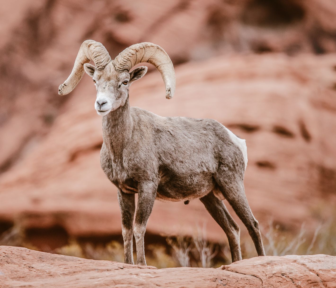 Ein Big Horn Sheep in einem felsigen Gebirgshang