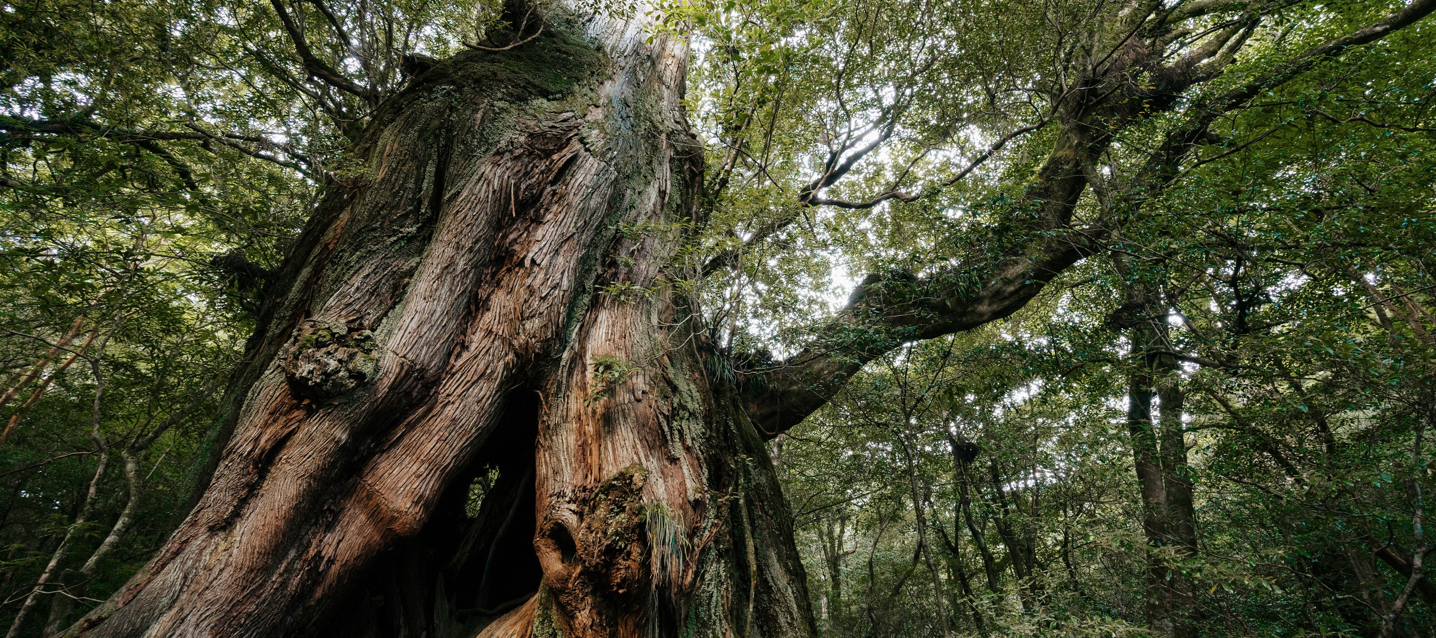 Alte Zedern auf Yakushima