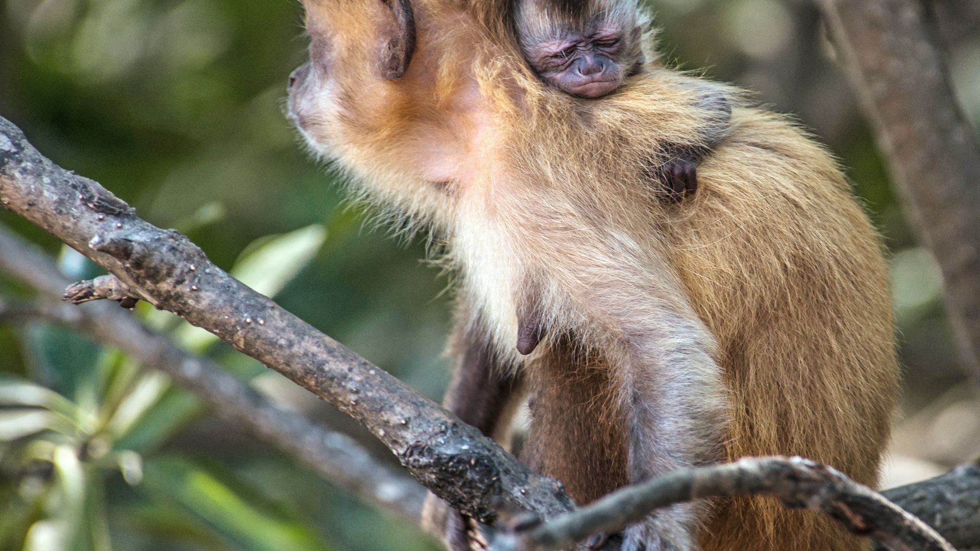 Le « Sapajou ! » du capitaine Haddock, plus connu sous le nom de singe capucin