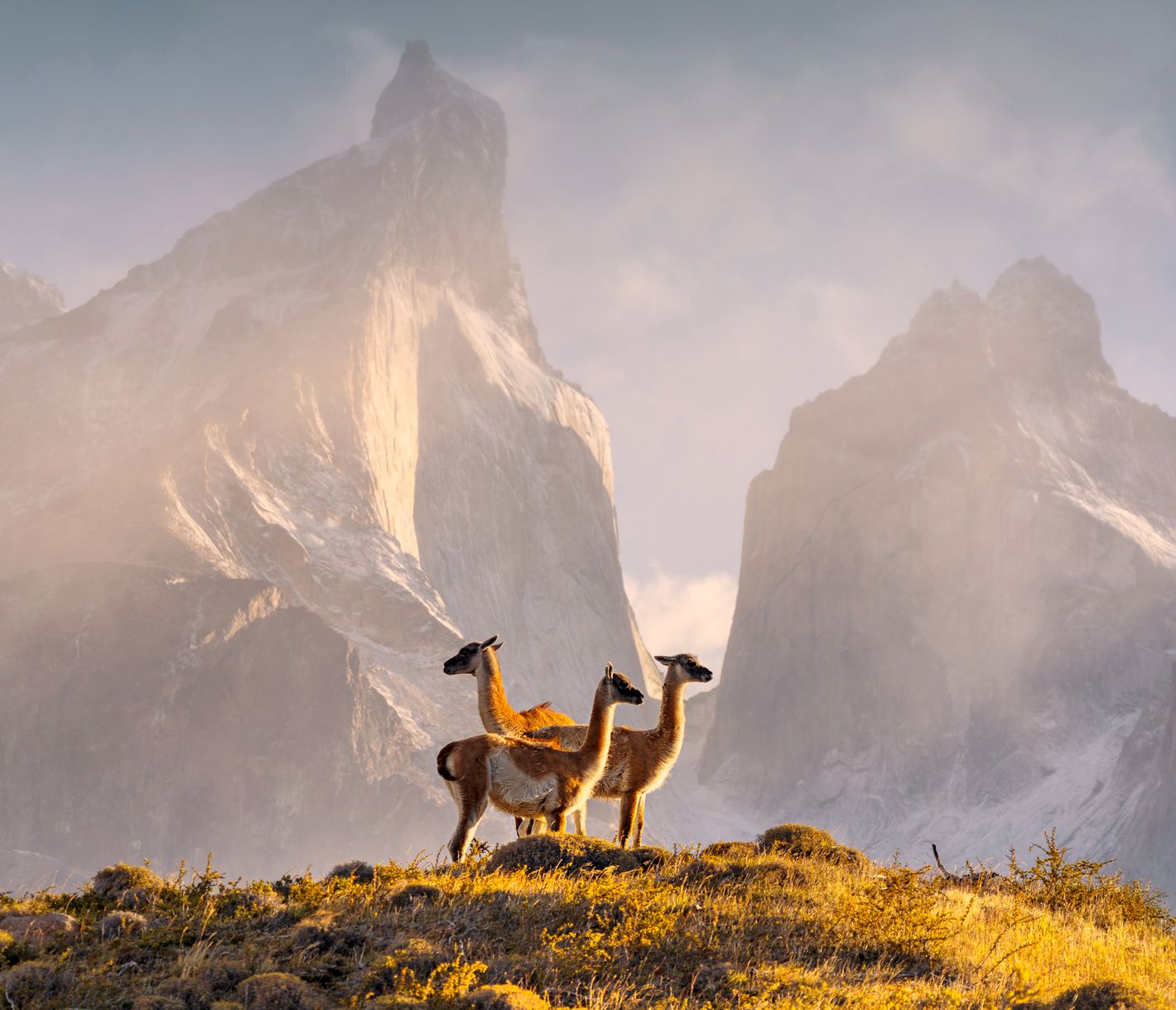 Guanakos vor den "Los Cuernos" im Torres del Paine Nationalpark