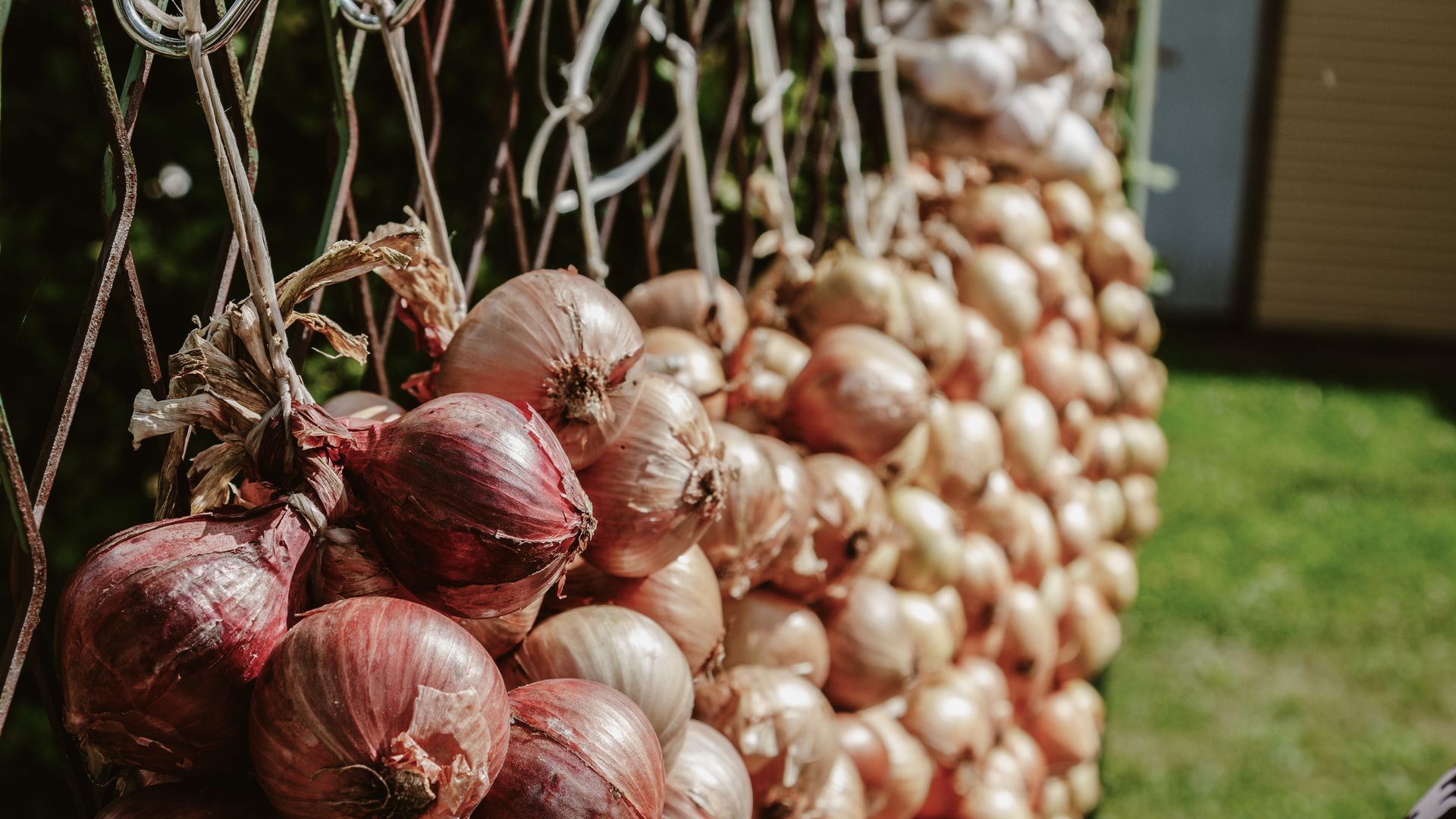 Zwiebelplantage am Peipussee