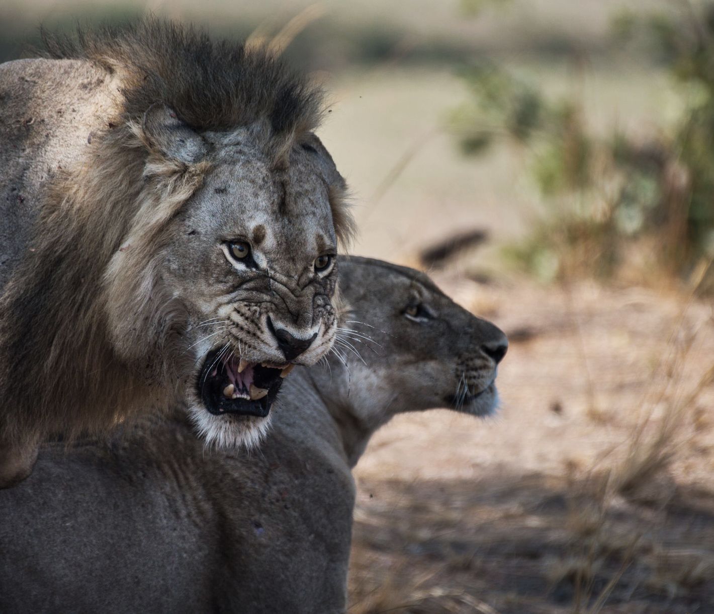 Les lions peuvent se rencontrer aussi bien en véhicule 4x4 que lors d’un safari à pied dans le South Luangwa.