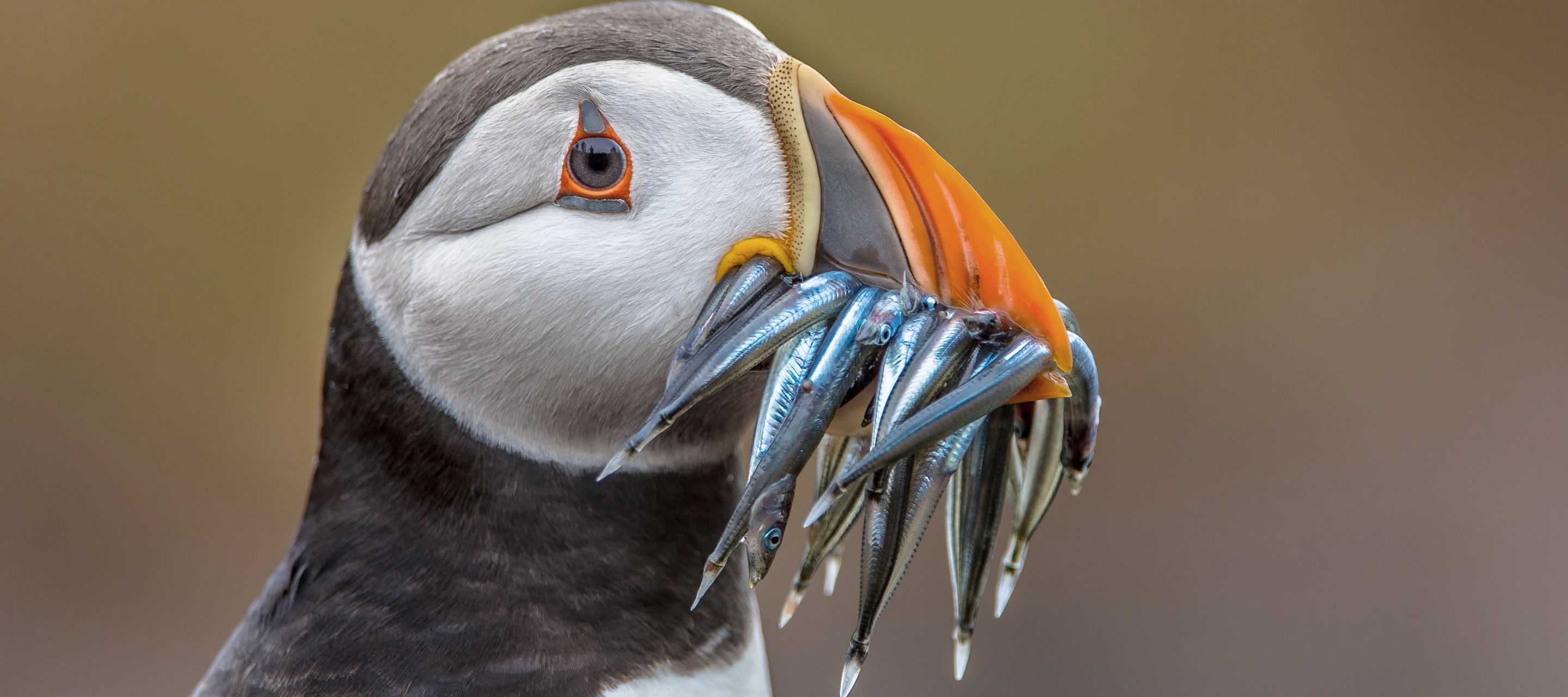 Les macareux sont insatiables !