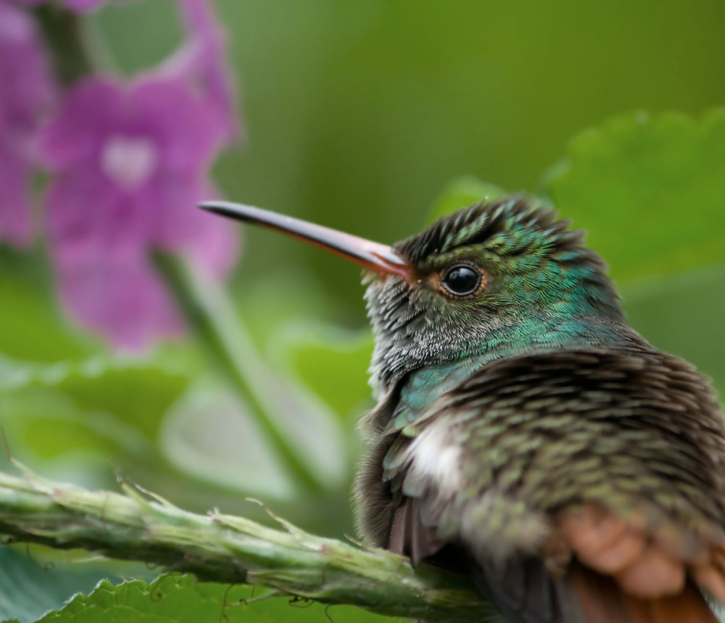 Kolibris und ihre unglaubliche Flugleistung