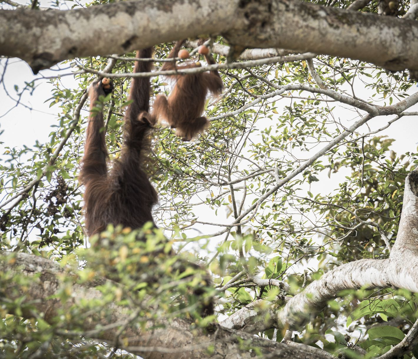 Orang-Utan-Rehabilitation in Sepilok