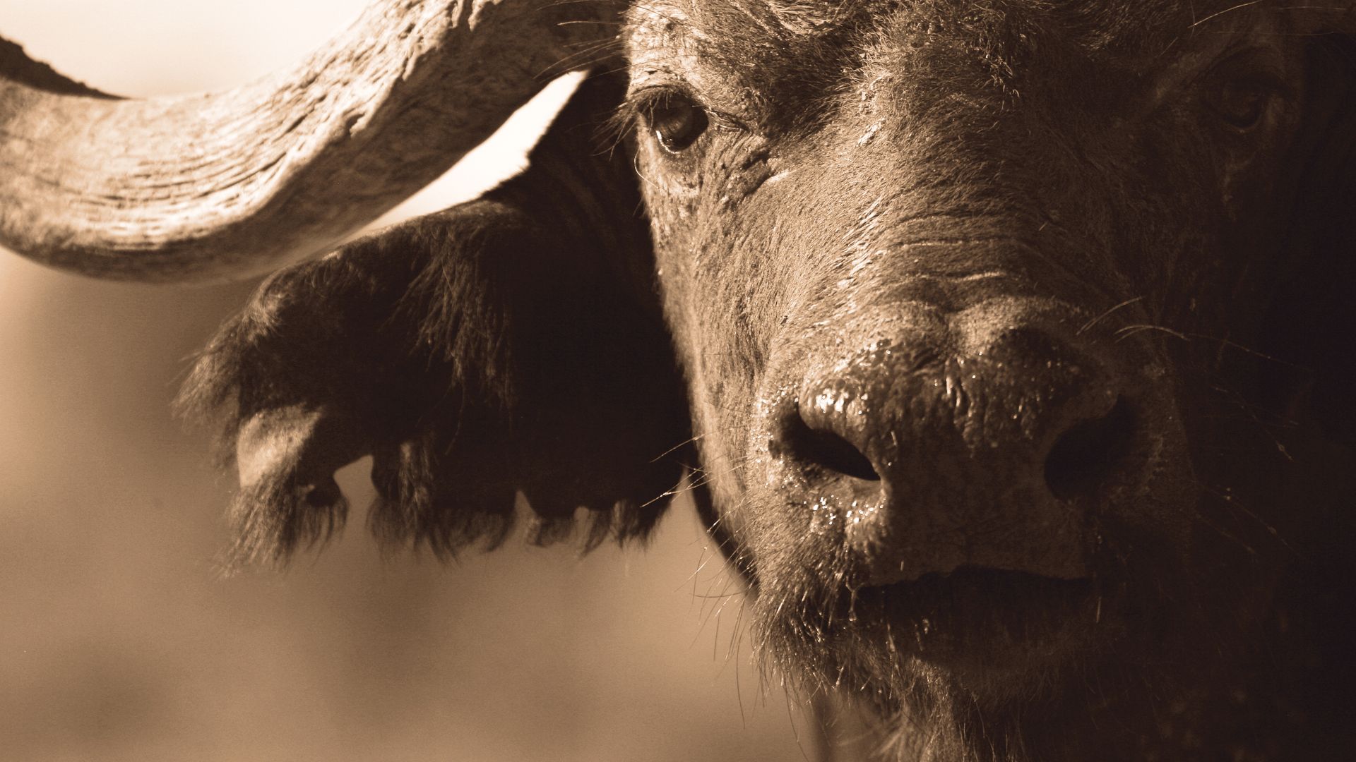 Big Five: Büffel im Kruger-Nationalpark