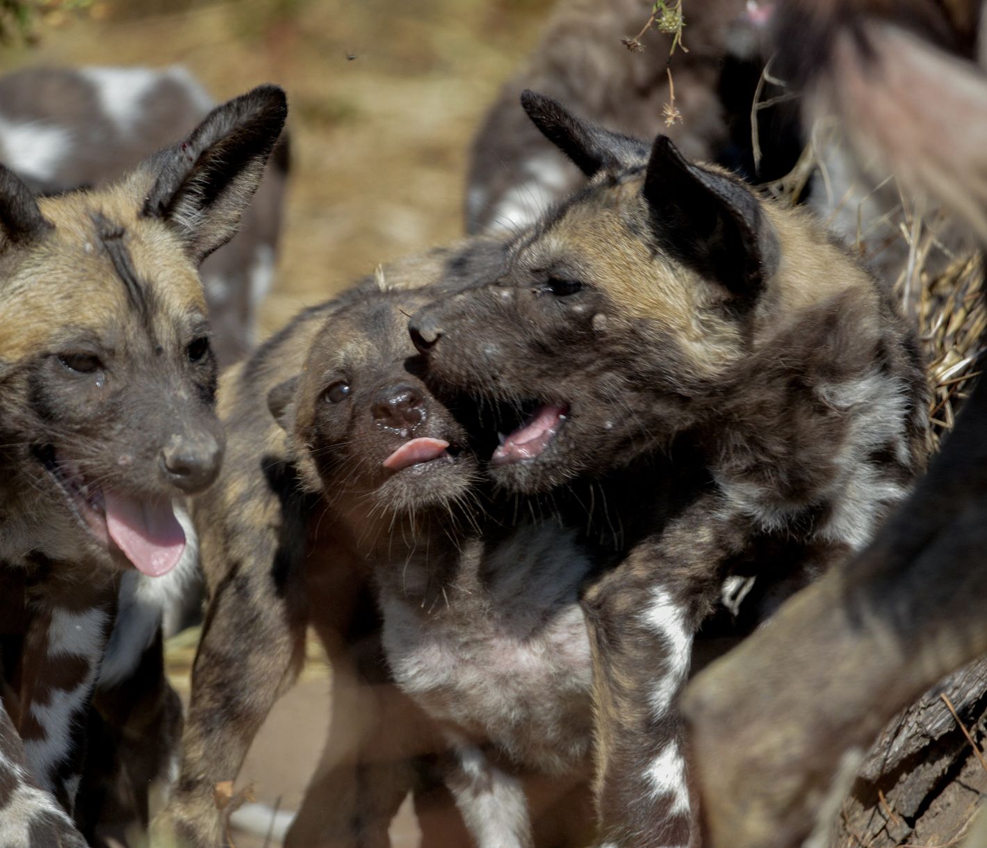 Wildhunde sind sehr gesellige und verspielte Tiere