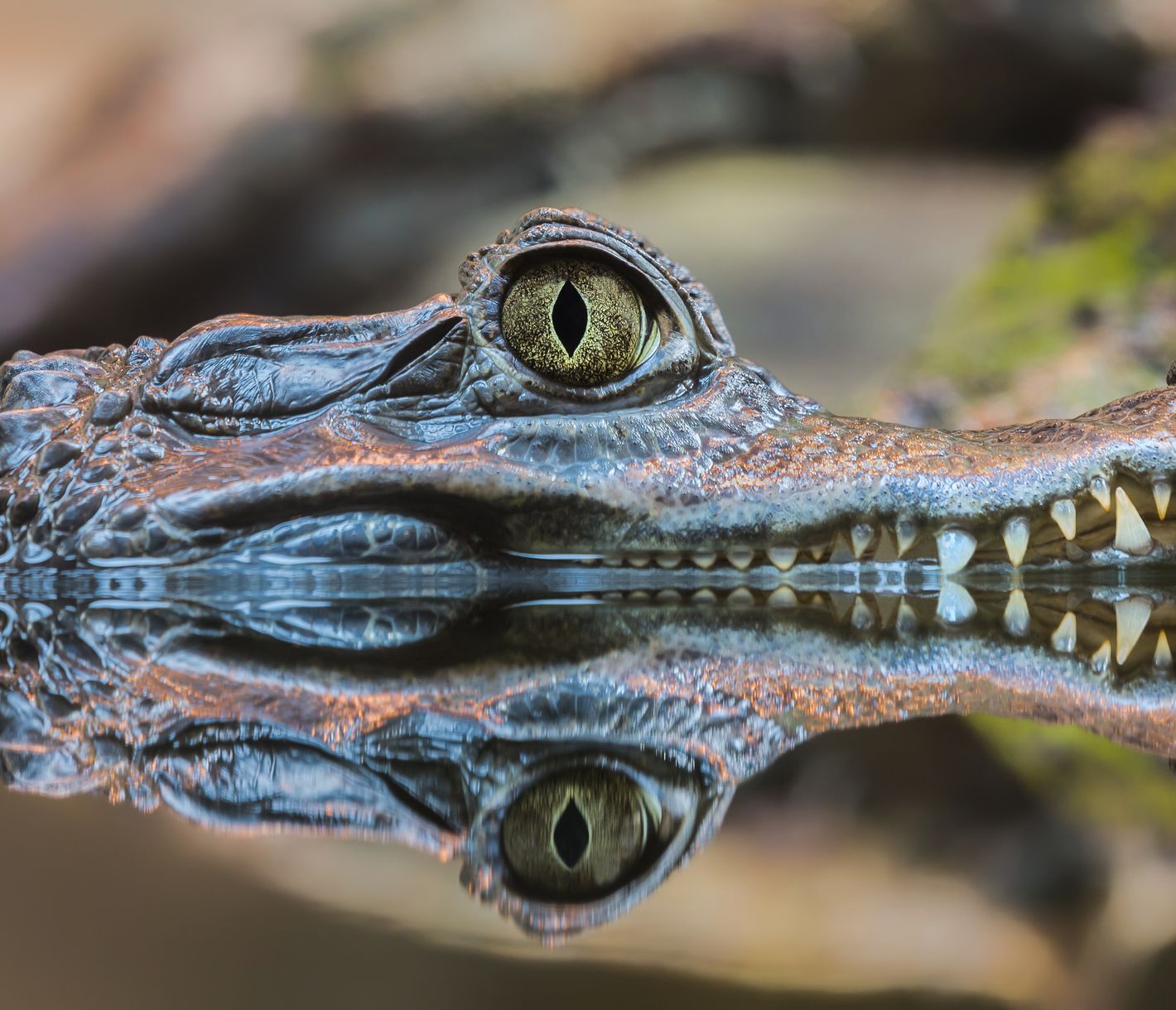 Luege, lose – vielleicht doch nicht springen?