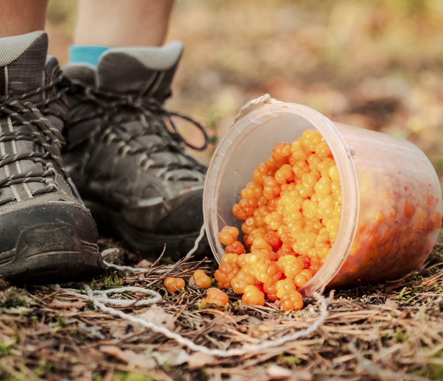 Beeren und Pilze sammeln