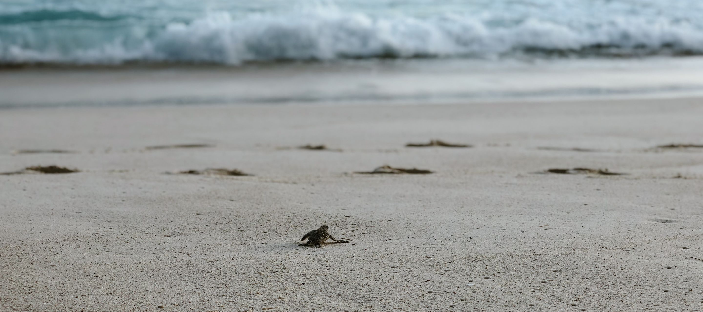 Eine frisch geschlüpfte Meeresschildkröte sucht ihren Weg zum Wasser.