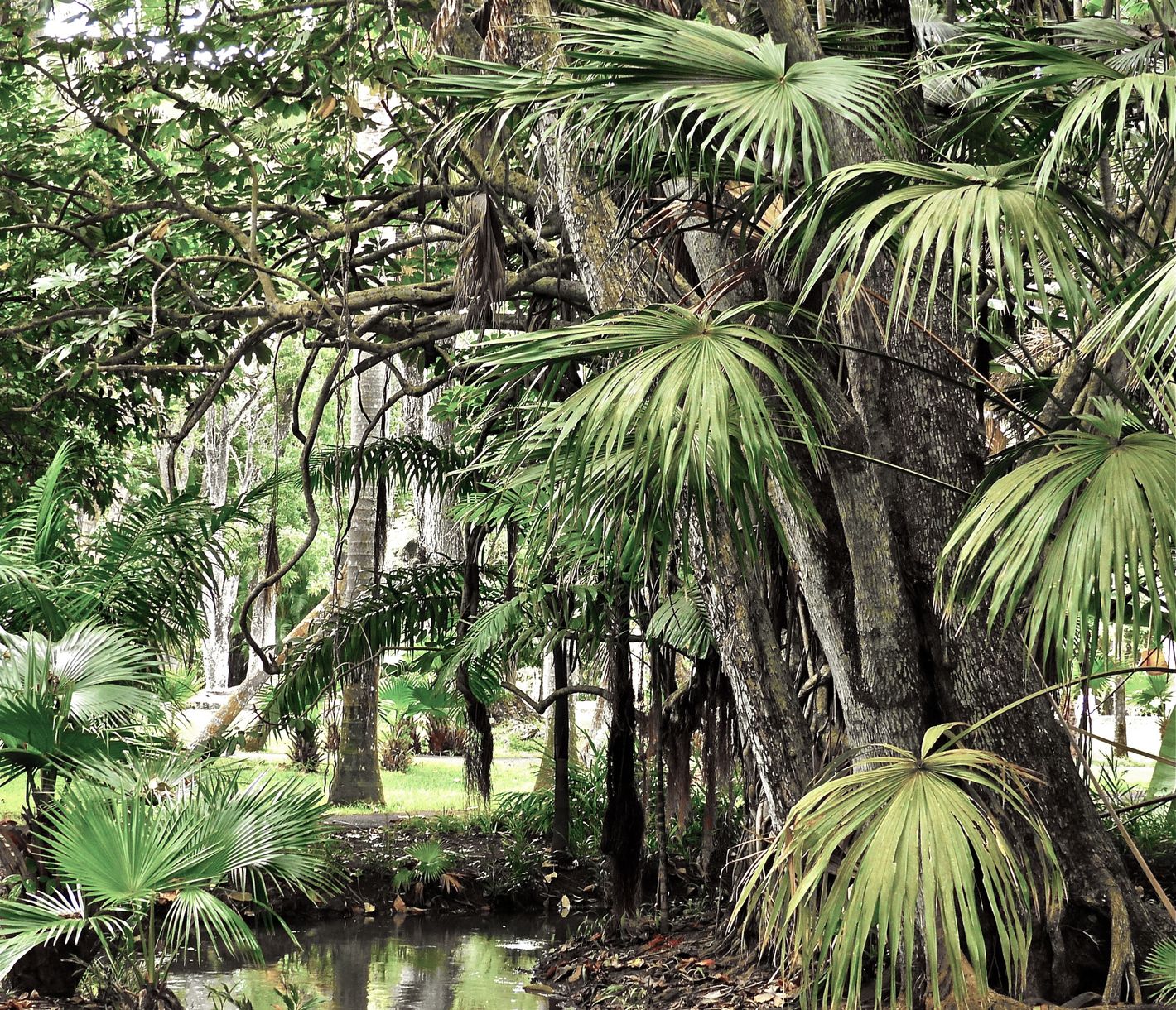 Satte Farbtöne im Botanischen Garten von Pamplemousses