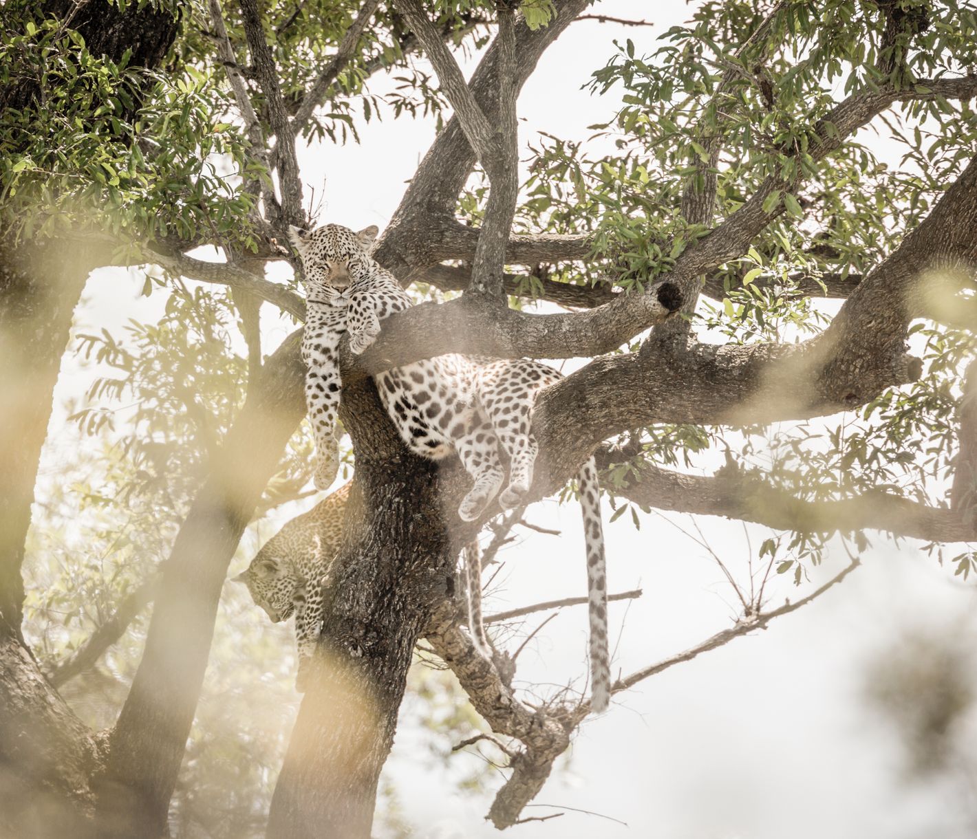 Des yeux perçants observent la savanne bien caché entre les arbres