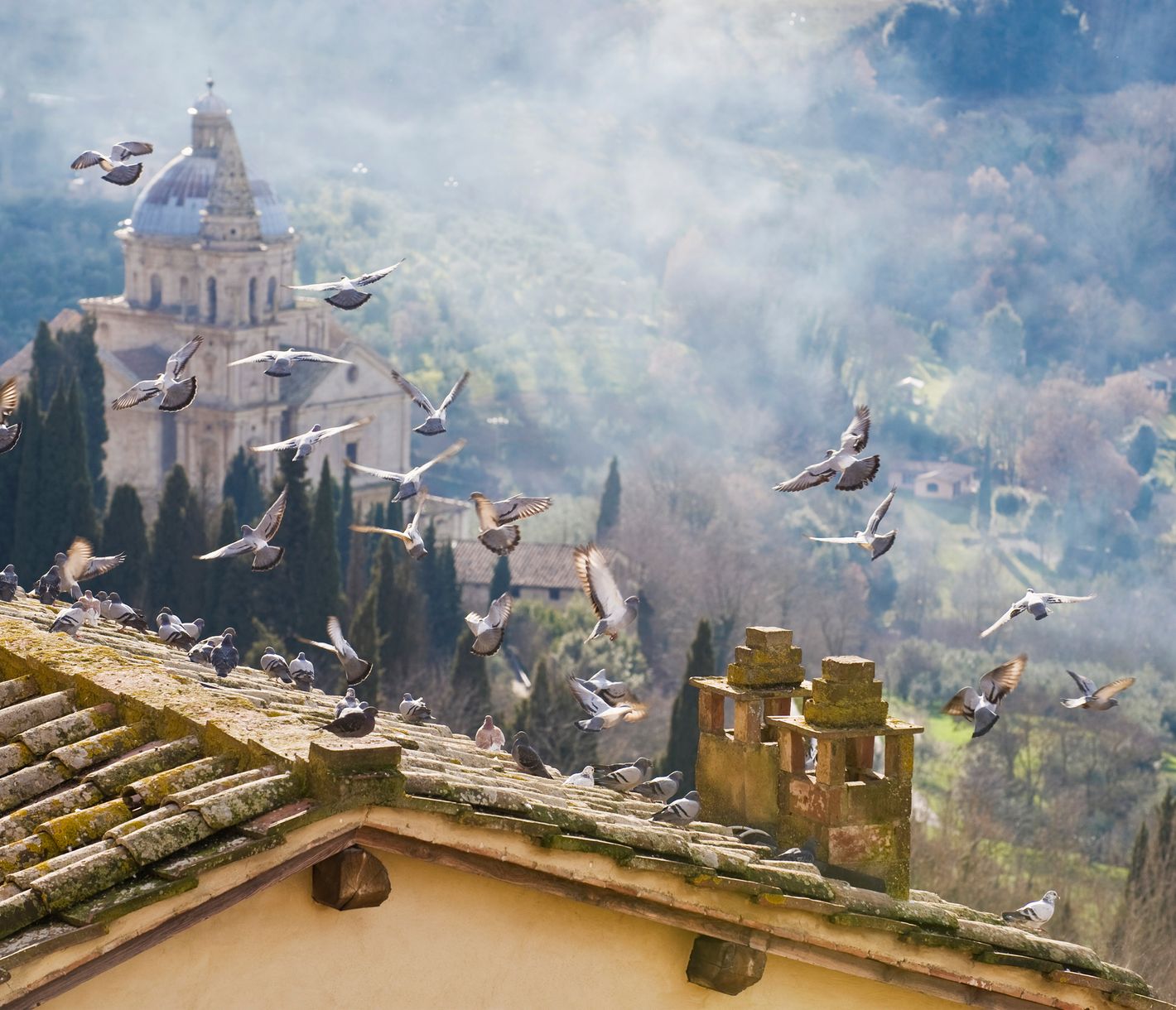 Tauben vor der Kirche Madonna di San Biagio