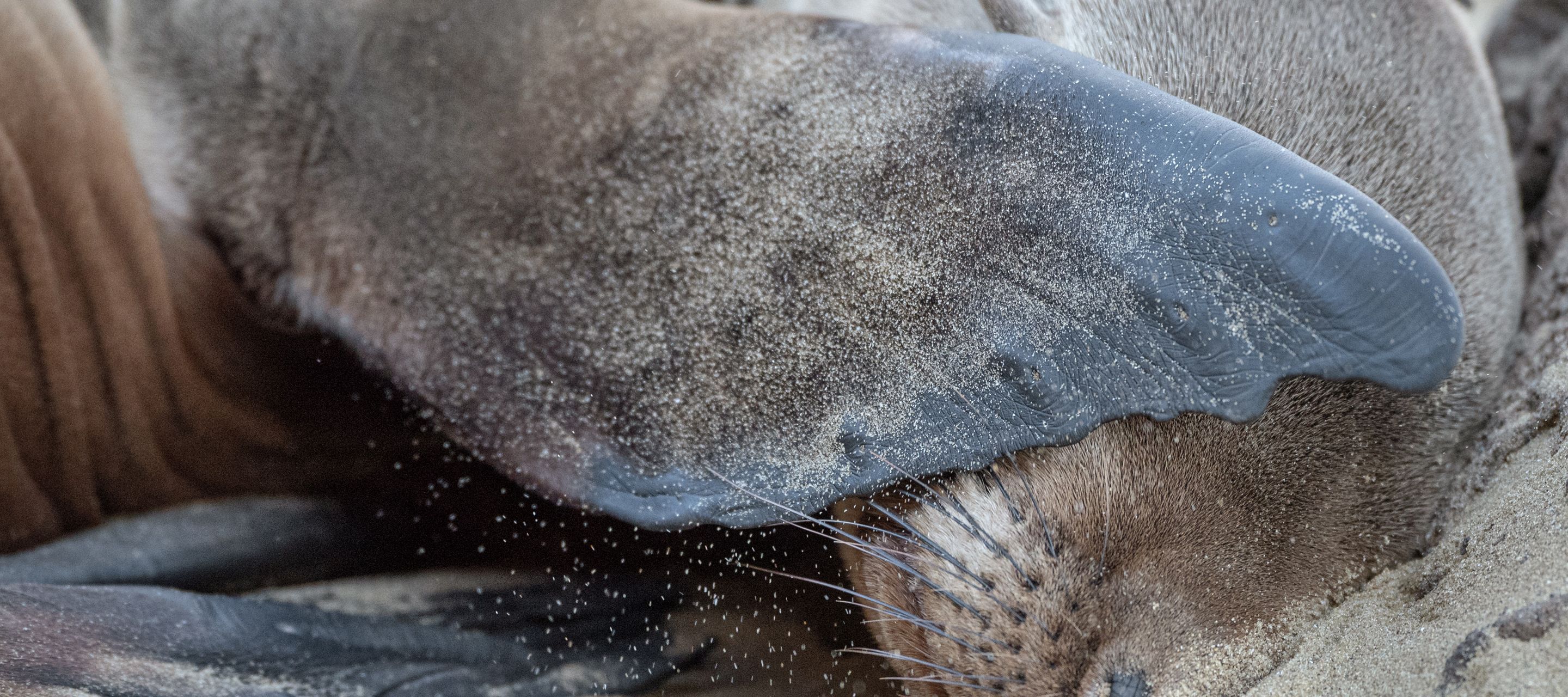 Seelöwen an Land…