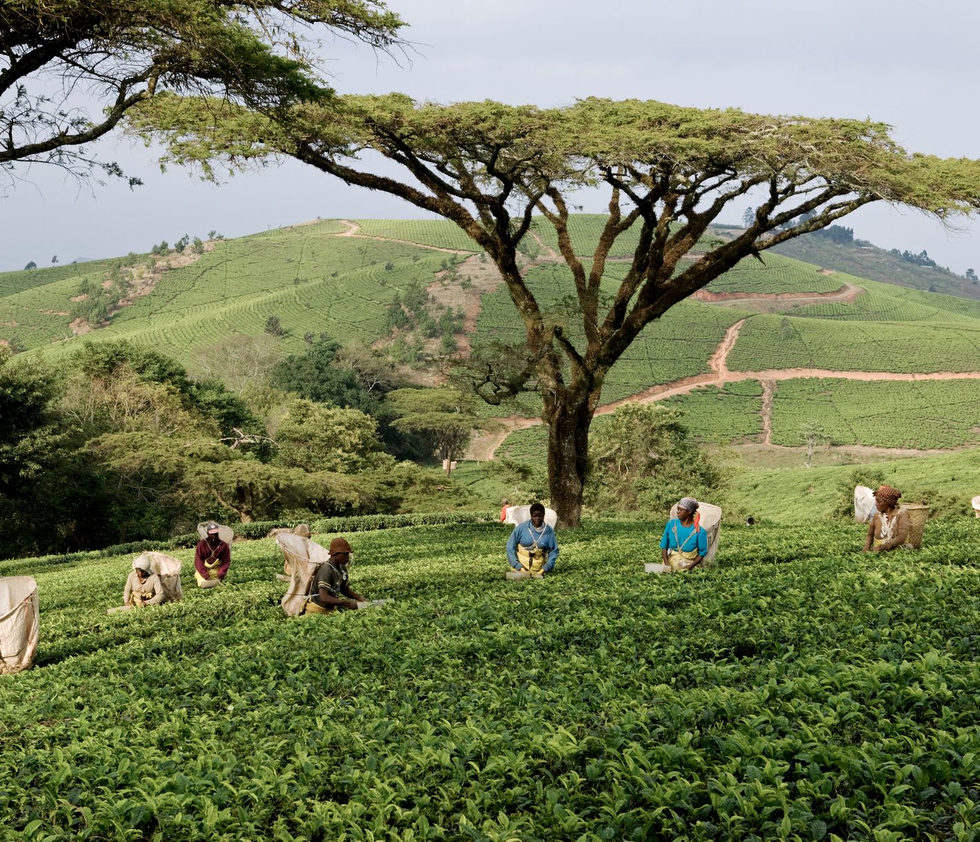 Das Teeblätter-Pflücken ist Handarbeit.
