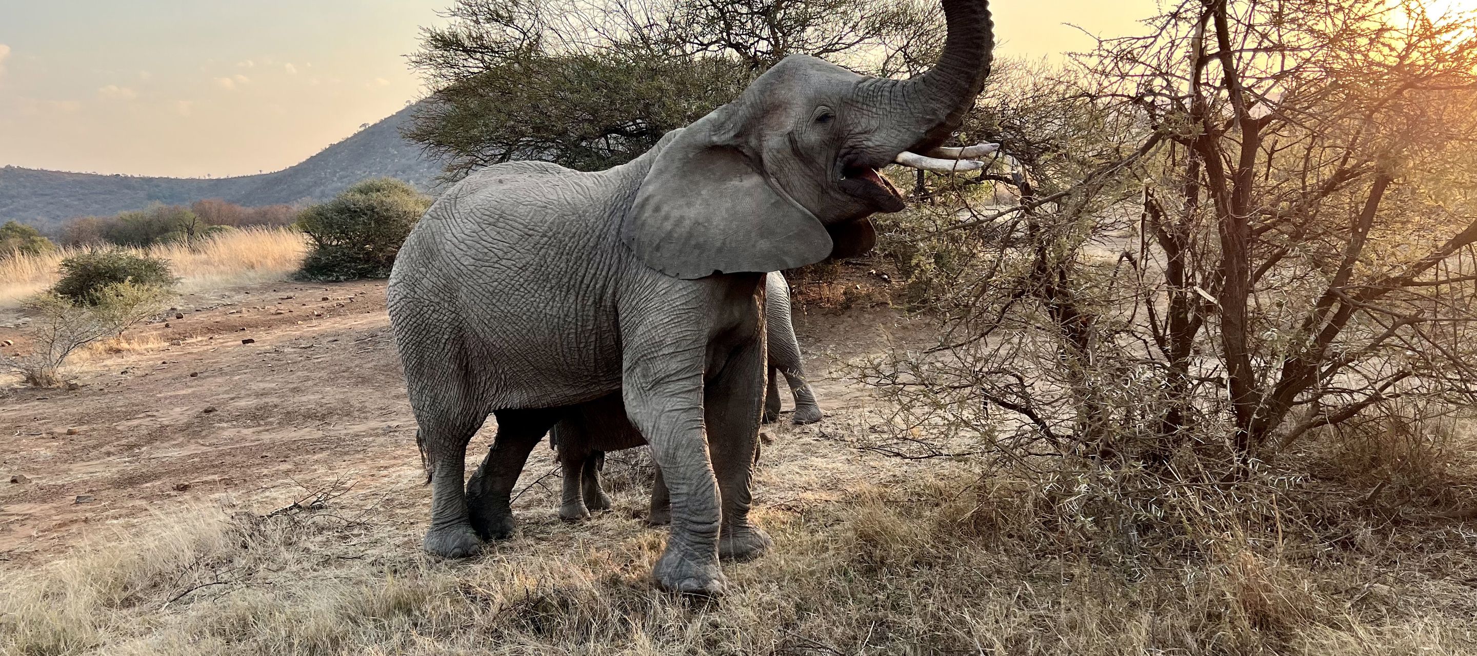 Fressende Elefantenkuh mit ihrem Jungtier