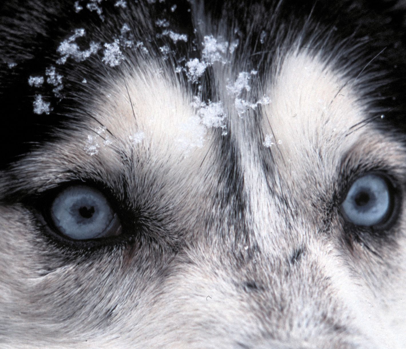 Ein klares Ziel vor Augen – Nome erreichen