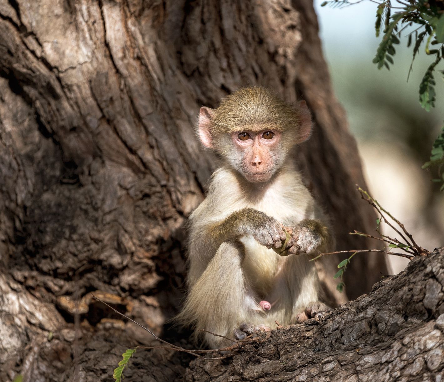 Süsses Affenbaby im South Luangwa