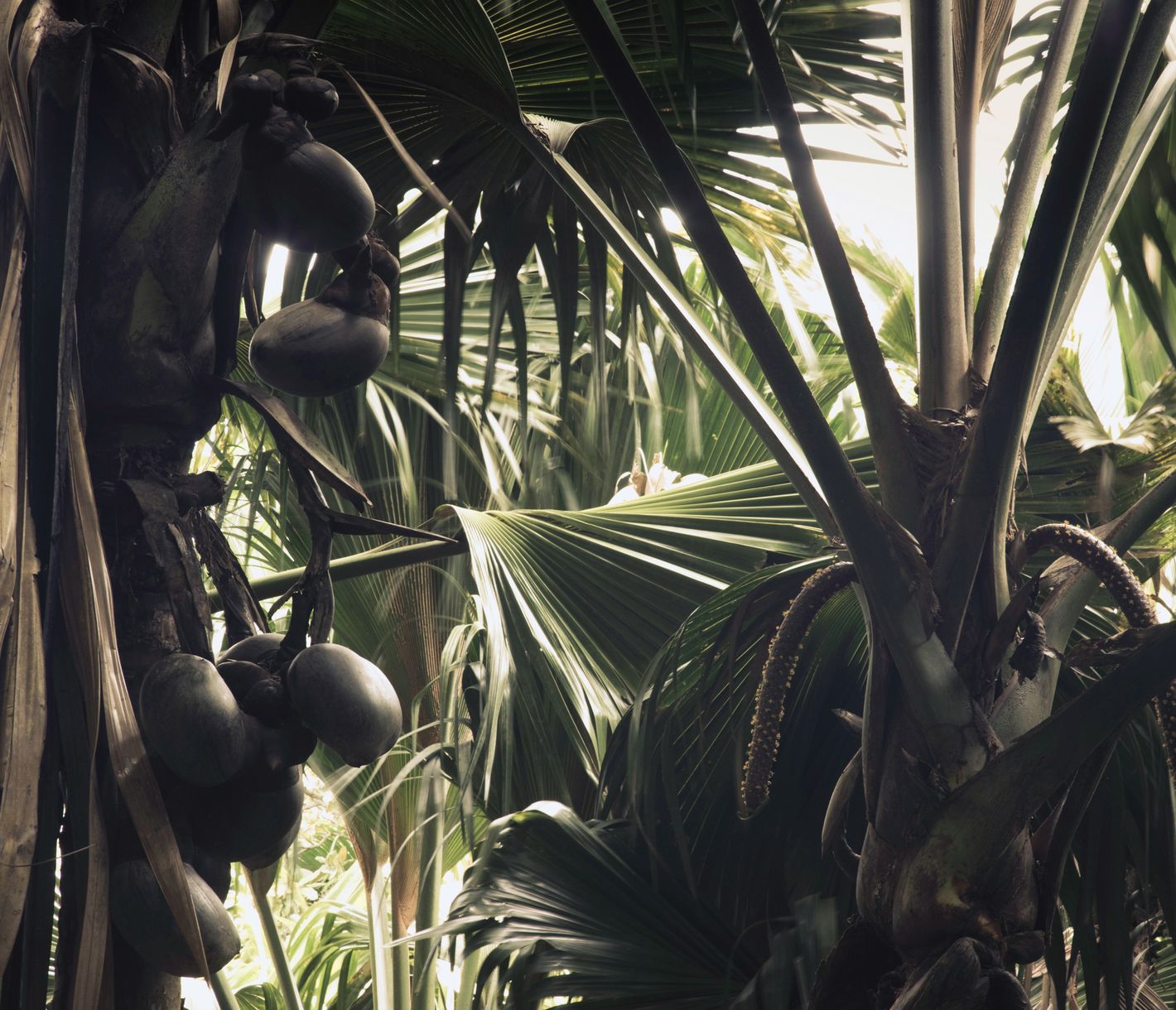 Die endemische Coco-de-Mer-Palme ist auf den Seychellen heimisch.