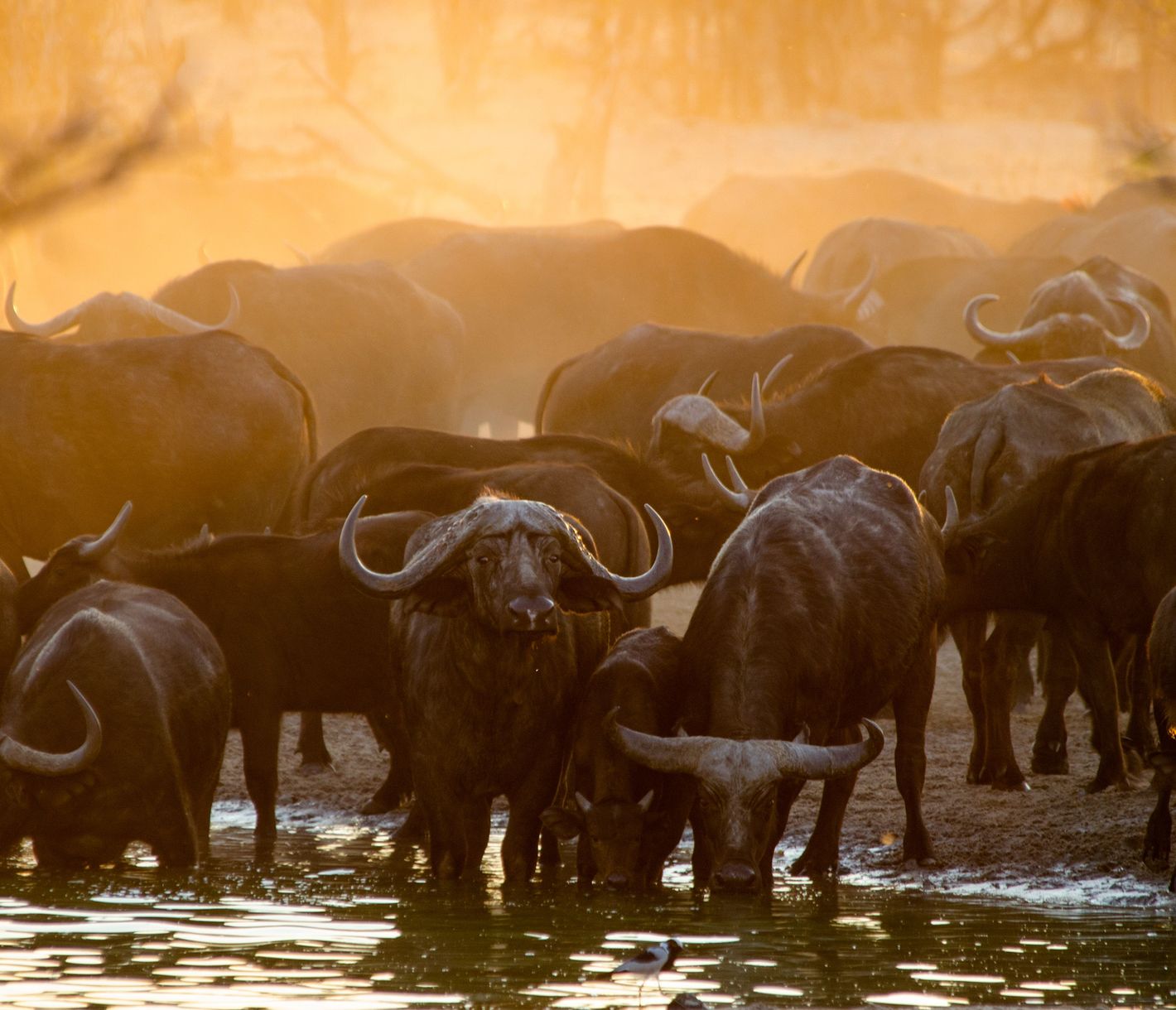 Büffelherde im Morgenlicht