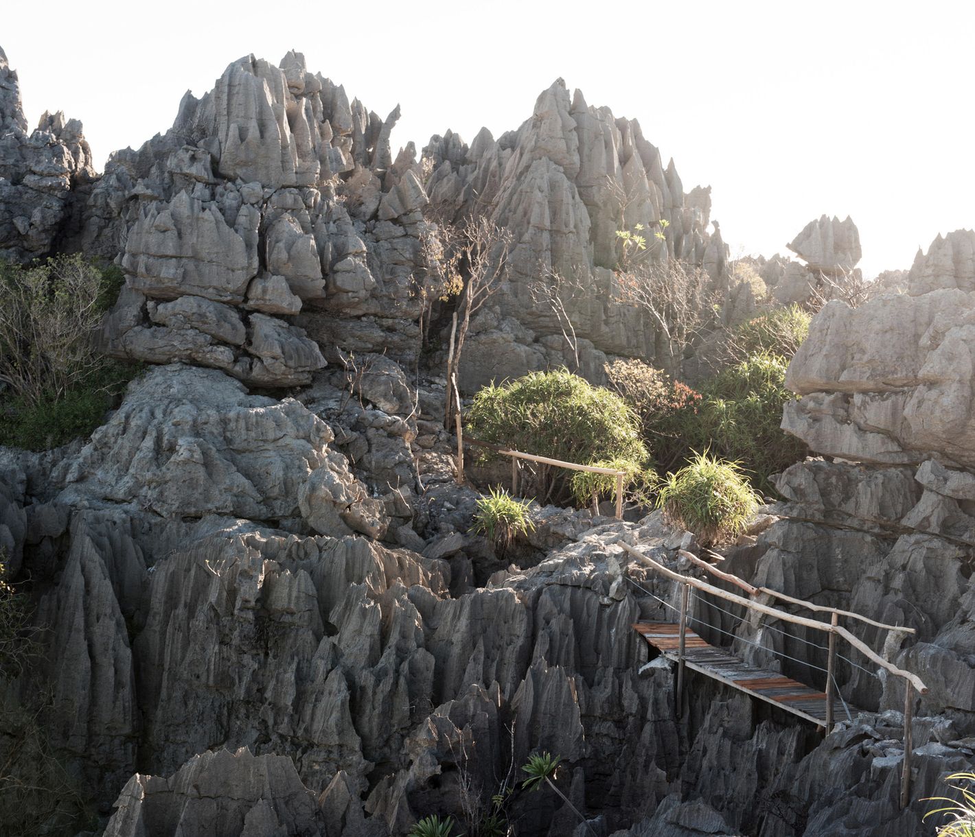 Ein Pfad schlänget sich durch die Tsingys des Ankarana-Massivs.