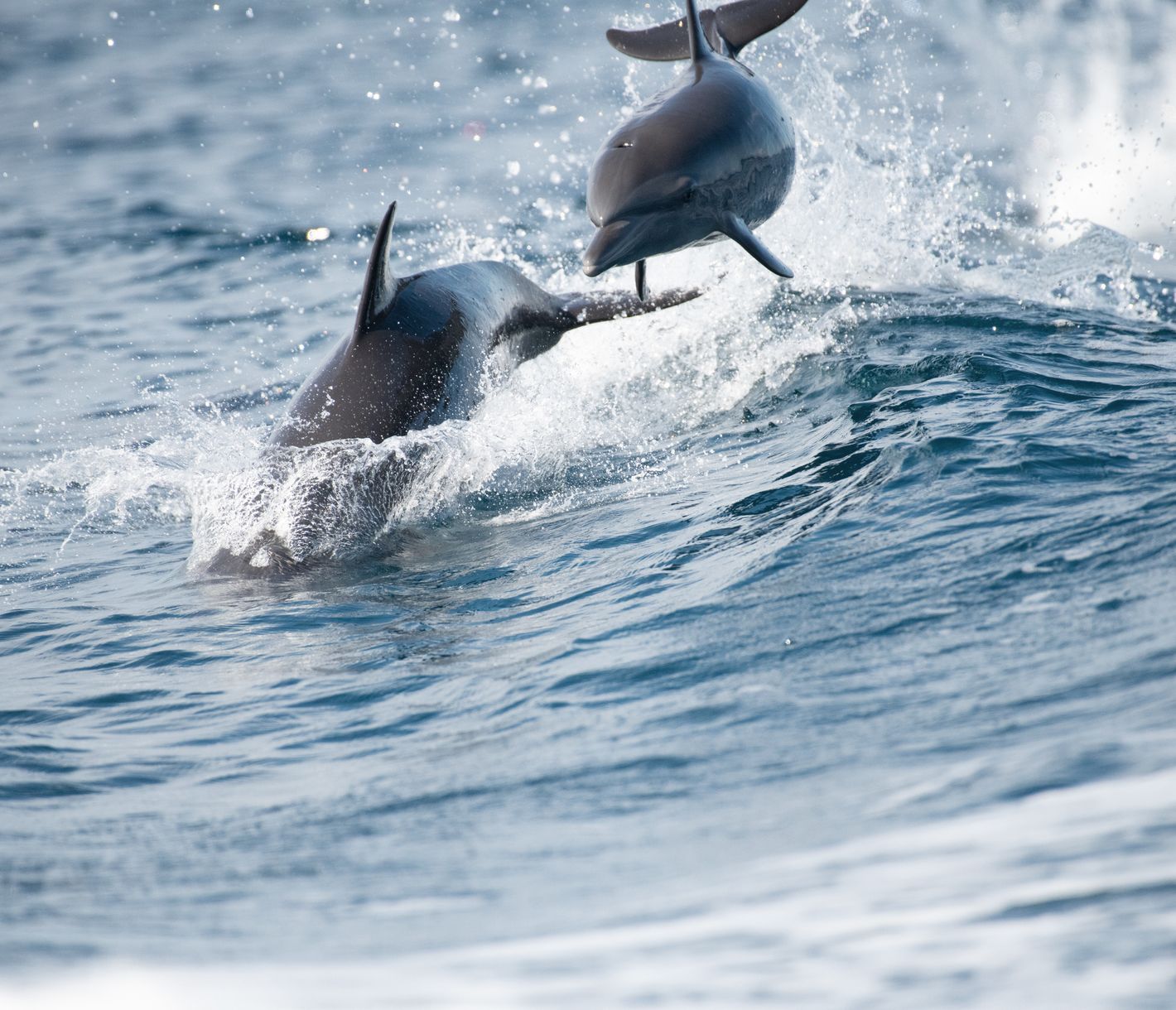 Während einer Bootstour Delfine beobachten.