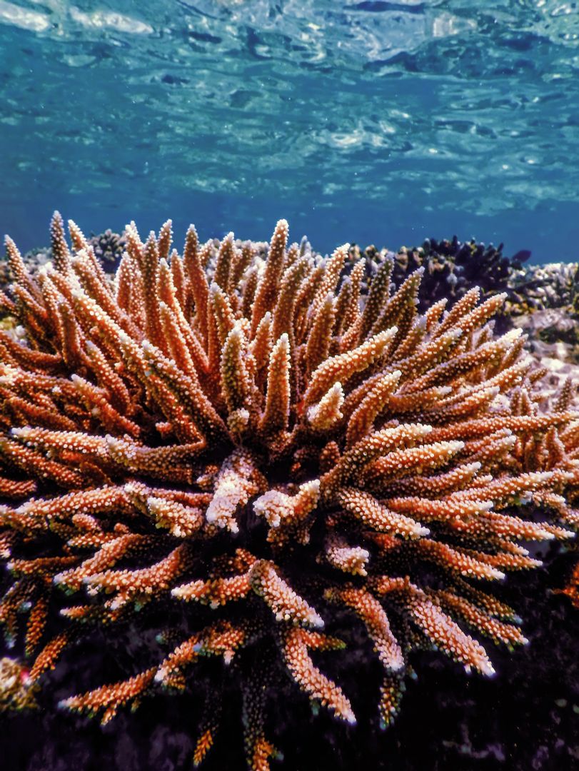 Korallen: die Regenwälder der Meere