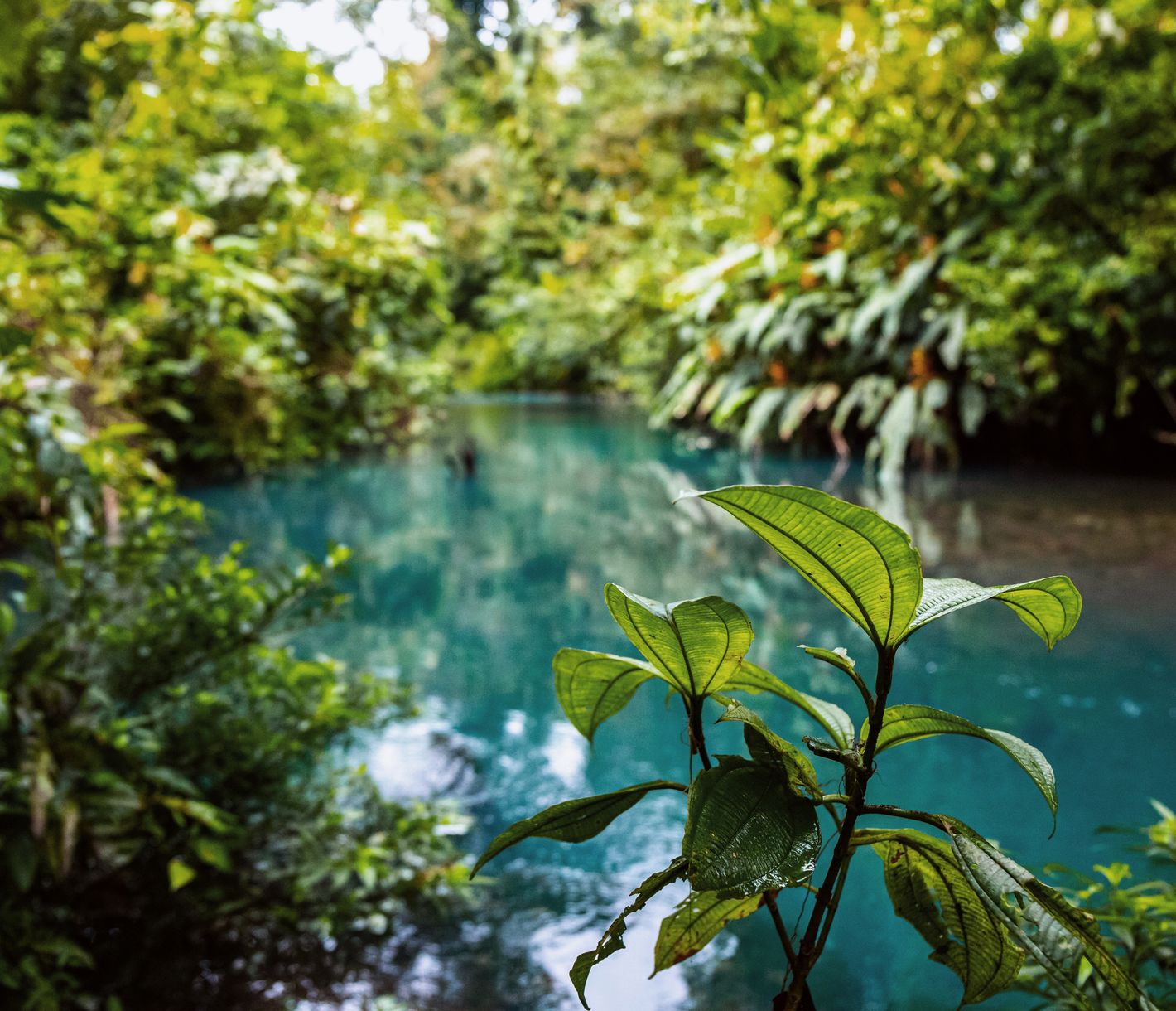 Der Rio Celeste – eine einzigartige Szenerie im Nationalpark Vulkan Tenorio