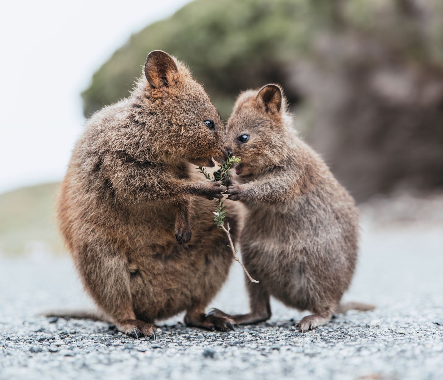 Wer knabbert denn da?
