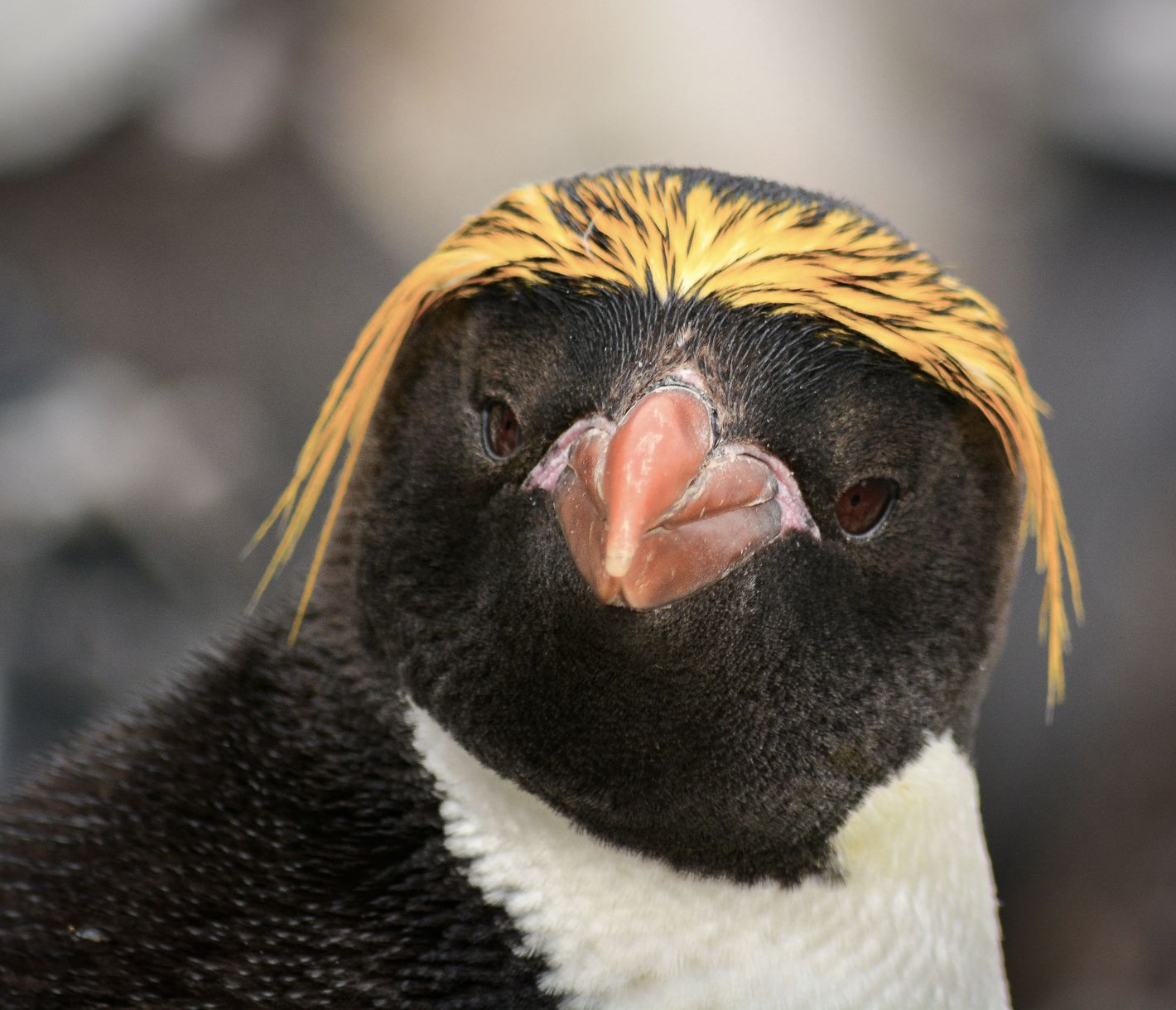 Der extravagante Pinguin