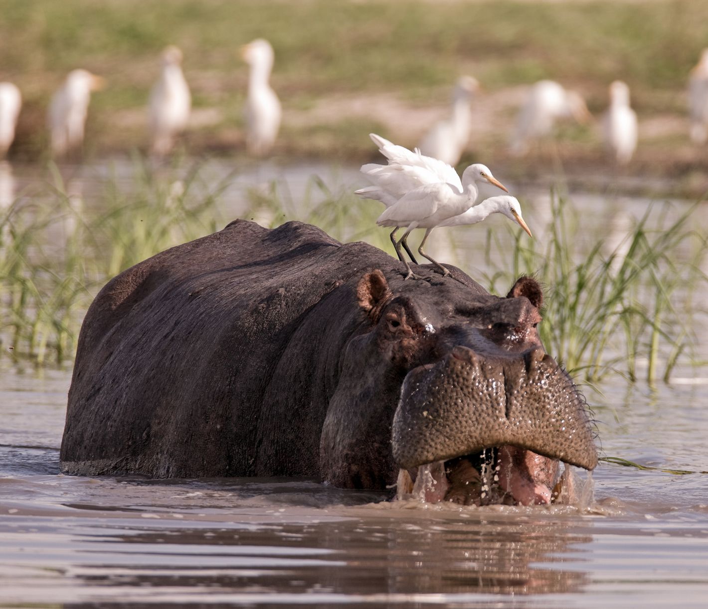 Flusspferd in seichtem Wasser mit weissen Reihern auf dem Rücken