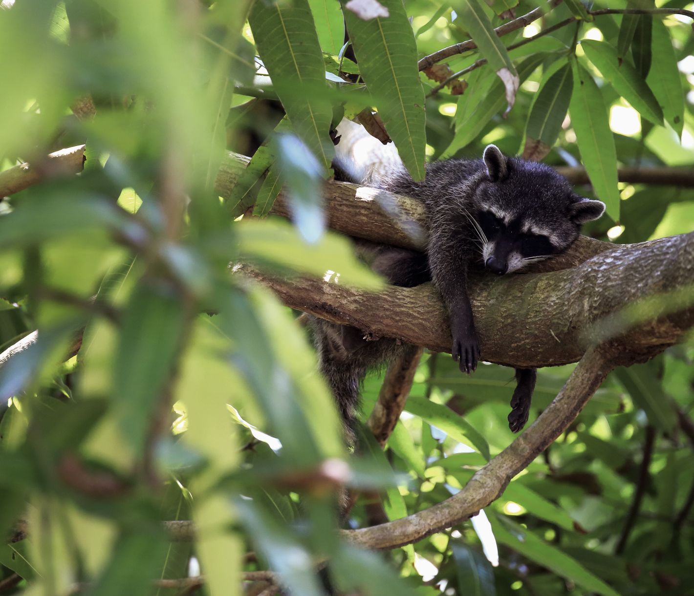 Tierbeobachtung im Manuel Antonio