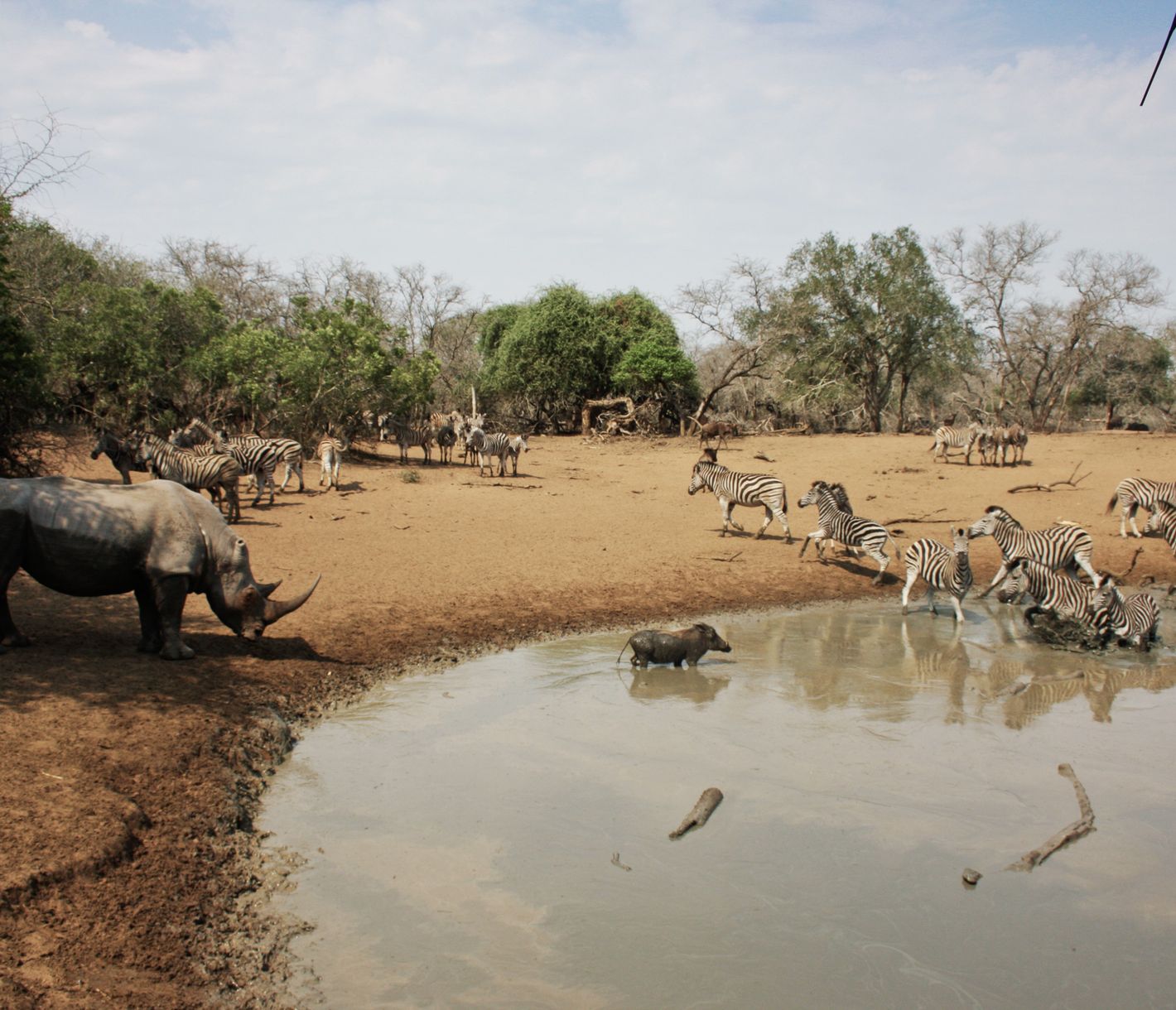Wasserloch mit badenden Zebras, Wildschweinen und Nashörnern