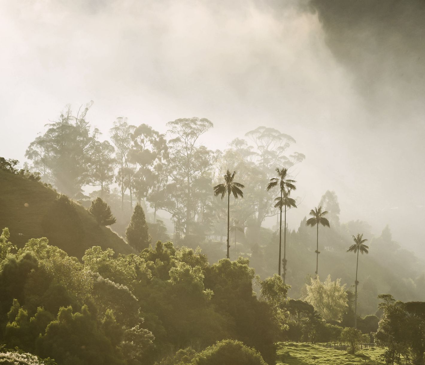 Die höchste Palme der Welt wächst im Cocora-Tal.