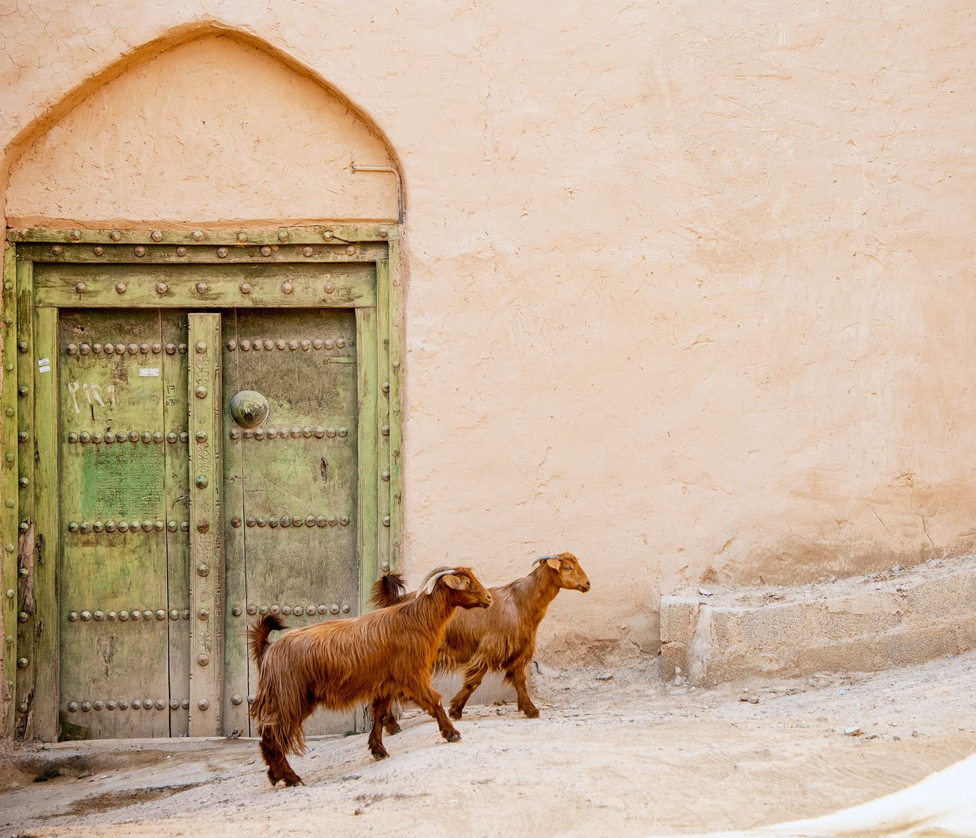 Ziegen in den Gassen Al Hamras