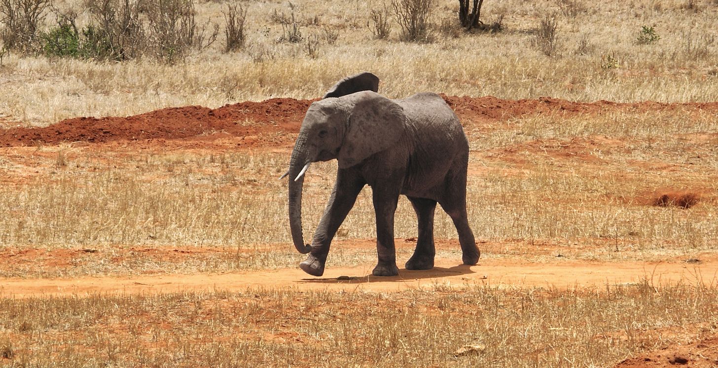 Tsavo Ost